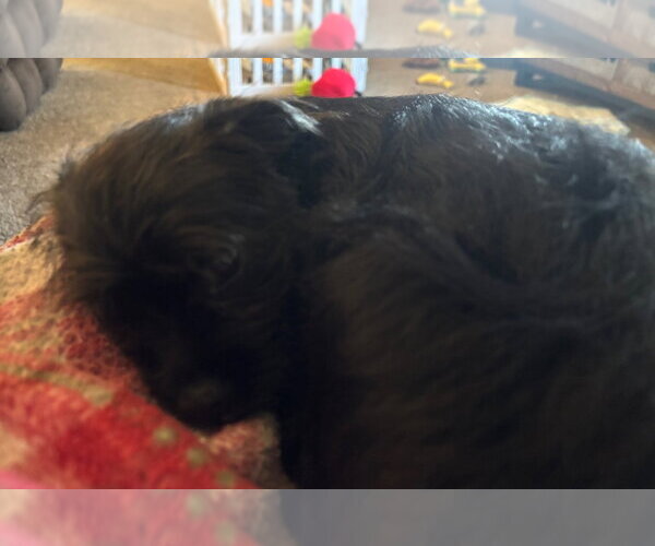 Medium Photo #6 Mutt Puppy For Sale in Grafton, WI, USA