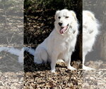 Small #1 Great Pyrenees Mix