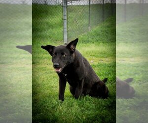 Labrador Retriever-Unknown Mix Dogs for adoption in Abbeville, LA, USA