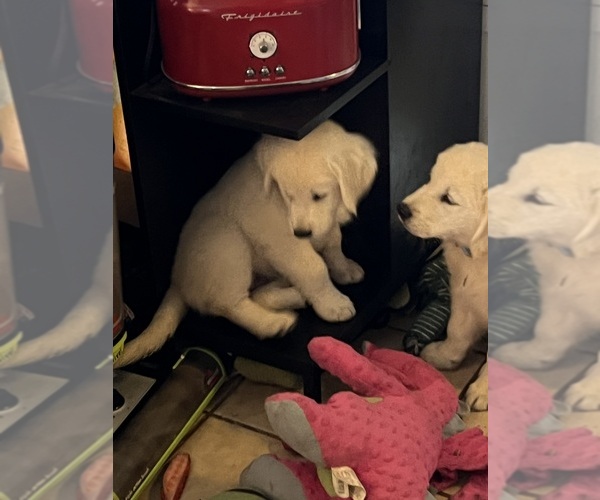 Medium Photo #2 Golden Retriever Puppy For Sale in WILTON, CA, USA