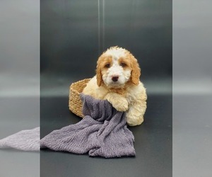 Goldendoodle-Poodle (Miniature) Mix Puppy for sale in GOSHEN, IN, USA