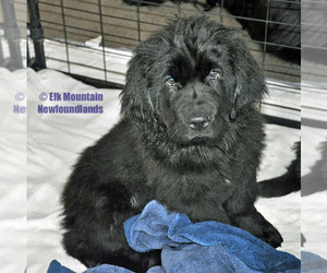 Newfoundland Puppy for sale in ENTERPRISE, OR, USA