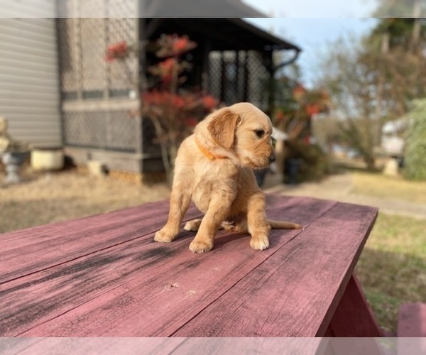 Medium Photo #15 Golden Retriever Puppy For Sale in SANFORD, NC, USA