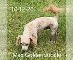 Small Goldendoodle (Miniature)