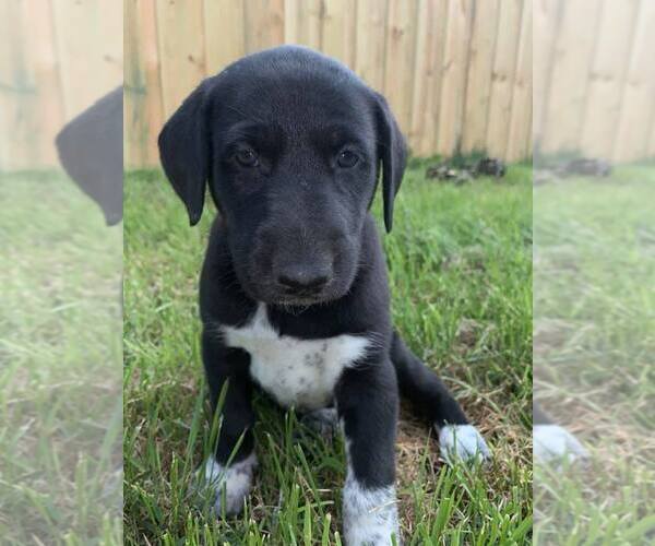 View Ad: German Shorthaired Pointer-Siberian Husky Mix Puppy for Sale ...