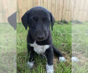 German Shorthaired Pointer-Siberian Husky Mix Puppy for sale in HILLSBORO, ND, USA