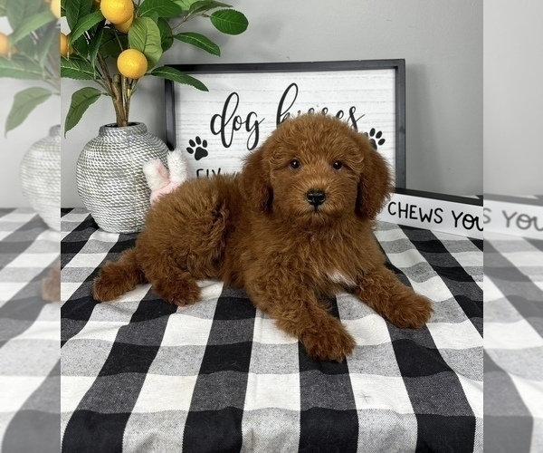 Medium Photo #3 Goldendoodle (Miniature) Puppy For Sale in FRANKLIN, IN, USA