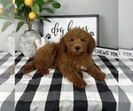 Small #2 Goldendoodle (Miniature)