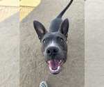 Small American Pit Bull Terrier Mix