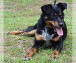 Small #3 Mutt