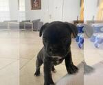 Small Photo #12 French Bulldog Puppy For Sale in KENDALL, FL, USA