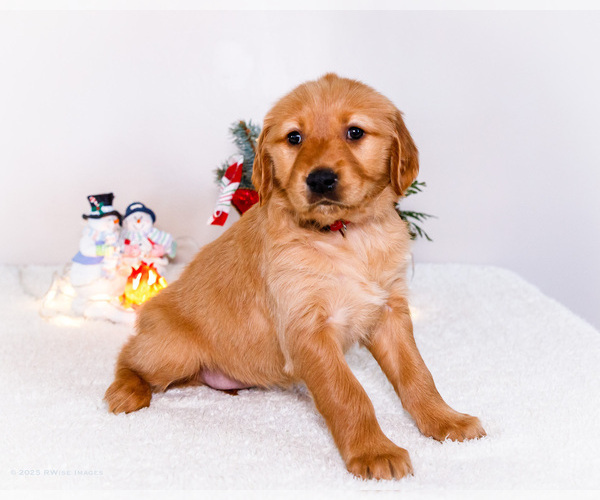 Medium Photo #4 Golden Retriever Puppy For Sale in WAKARUSA, IN, USA