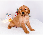 Small #3 Golden Retriever