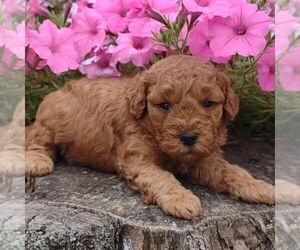 Goldendoodle-Poodle (Miniature) Mix Puppy for sale in STANLEY, WI, USA