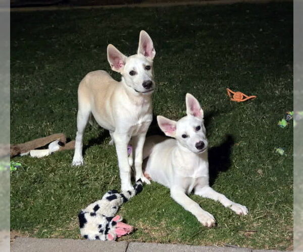 Medium Photo #6 - Mix Puppy For Sale in Phoenix, AZ, USA