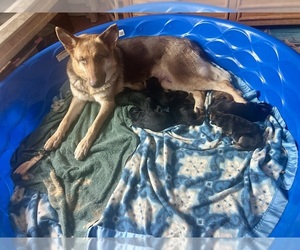 German Shepherd Dog Puppy for Sale in EL CAJON, California USA