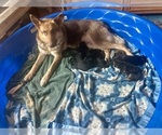 Small German Shepherd Dog