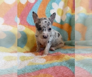 Chihuahua Puppy for sale in SHERMAN, TX, USA
