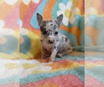 Image preview for Ad Listing. Nickname: Litter of 7