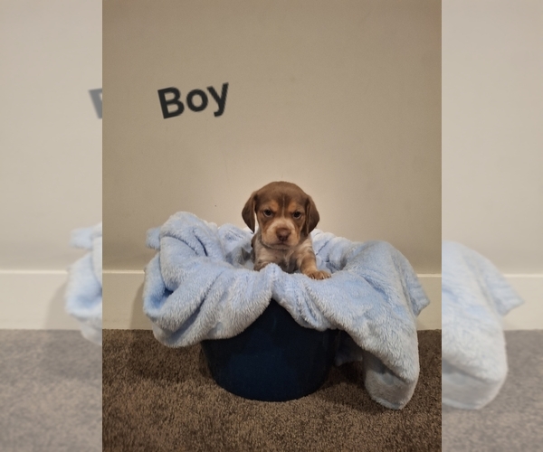 Medium Photo #1 Beagle Puppy For Sale in FREMONT, MI, USA