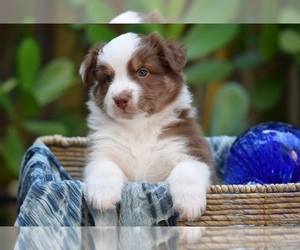 Australian Shepherd Puppy for sale in GROVETOWN, GA, USA