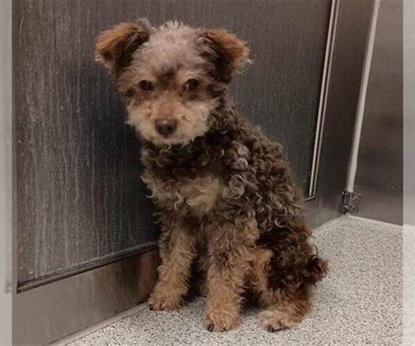 Medium Photo #1 Poodle (Miniature)-Unknown Mix Puppy For Sale in Elk Grove, CA, USA