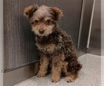 Small Poodle (Miniature) Mix