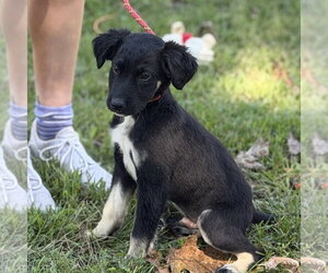 MARTIN - Male Mutt Dog for Adoption - Photo #2