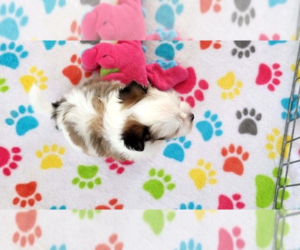Medium Photo #2 Papitese Puppy For Sale in ORO VALLEY, AZ, USA