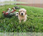 Small Photo #12 Golden Retriever Puppy For Sale in RICHMOND, TX, USA
