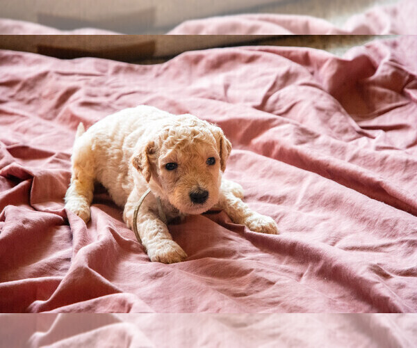 Medium Photo #5 Goldendoodle Puppy For Sale in ASHEVILLE, NC, USA