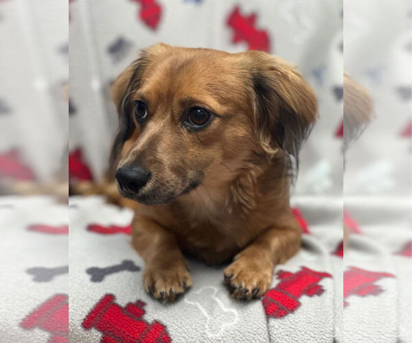 Medium Photo #4 Dachshund-Unknown Mix Puppy For Sale in Weston, FL, USA