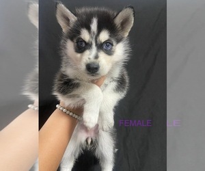 German Shepherd Dog-Siberian Husky Mix Puppy for sale in SAN JOSE, CA, USA