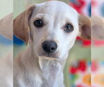 Small #7 Dachshund Mix