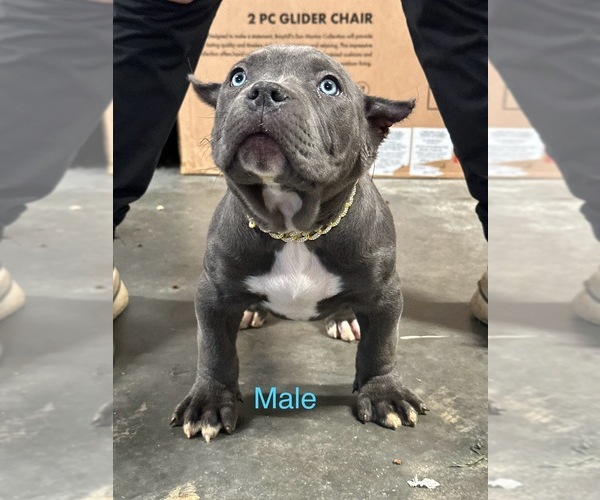 Medium Photo #8 American Bully Puppy For Sale in RED BAY, AL, USA