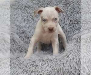 American Bully Puppy for sale in CHAMPAIGN, IL, USA