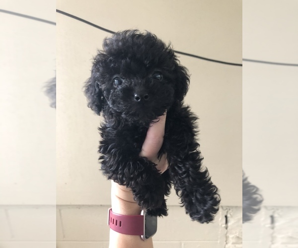 Medium Photo #1 Poodle (Miniature) Puppy For Sale in FAYETTEVILLE, WV, USA
