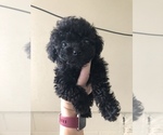 Small Photo #1 Poodle (Miniature) Puppy For Sale in FAYETTEVILLE, WV, USA