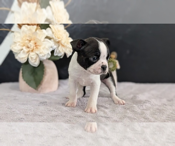 Medium Photo #26 Boston Terrier Puppy For Sale in GOSHEN, IN, USA