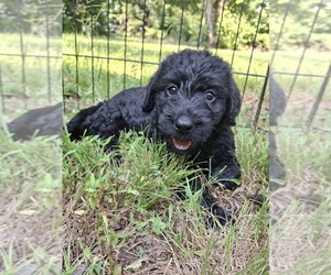 Medium Labradoodle