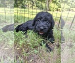 Puppy Echo Labradoodle