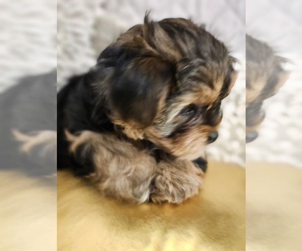Medium Photo #3 Yorkshire Terrier Puppy For Sale in SALEM, OR, USA