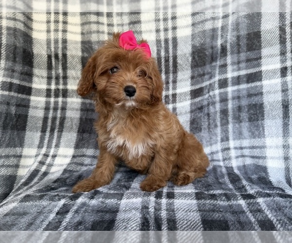 Medium Photo #9 Cavapoo Puppy For Sale in LAKELAND, FL, USA