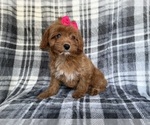 Small #8 Cavapoo