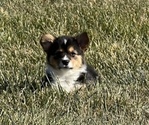 Small Photo #3 Welsh Cardigan Corgi Puppy For Sale in CLARION, IA, USA