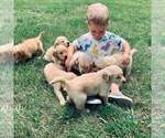 Small Photo #2 Golden Retriever Puppy For Sale in WAVERLY, MO, USA