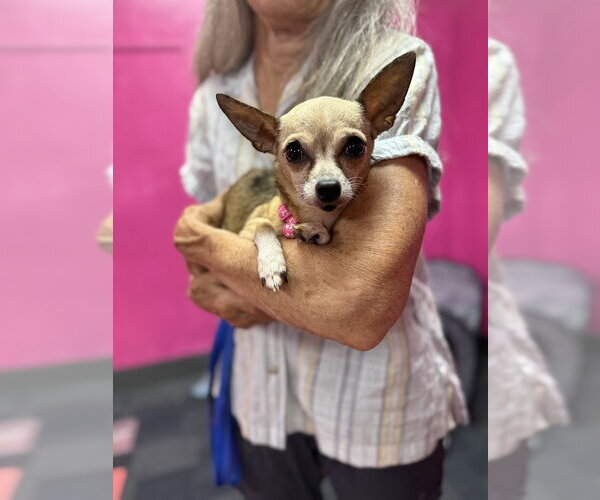 Medium Photo #3 Chihuahua Puppy For Sale in Shermans Dale, PA, USA