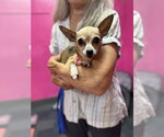 Small #2 Chihuahua