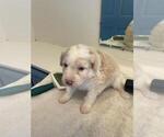 Small Photo #15 Bordoodle Puppy For Sale in ELIZABETH CITY, NC, USA