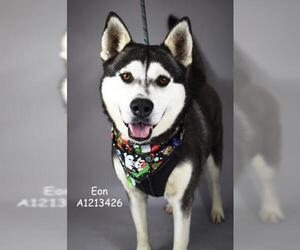 Siberian Husky Dogs for adoption in Bakersfield, CA, USA